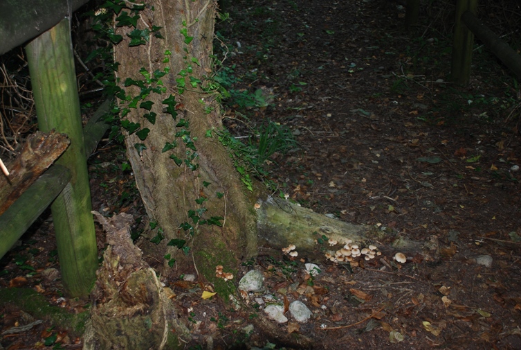 Altro fungo da determinare!!!